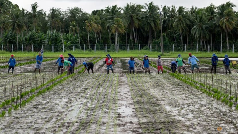 Indonesia Weighs Rare Rice Exports To Strengthen International Relations Indonesia Weighs Rare Rice Exports To Strengthen International Relations