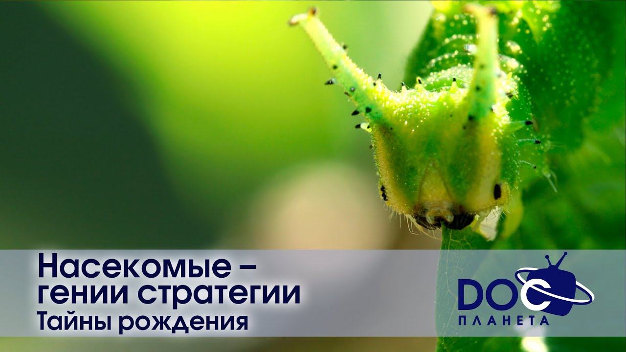 Иннокентий Смоктуновский: К 100-летию Со Дня Рождения — Документальный Фильм «Меня Вела Какая-то Сила» Иннокентий Смоктуновский: К 100-летию Со Дня Рождения — Документальный Фильм «Меня Вела Какая-то Сила»