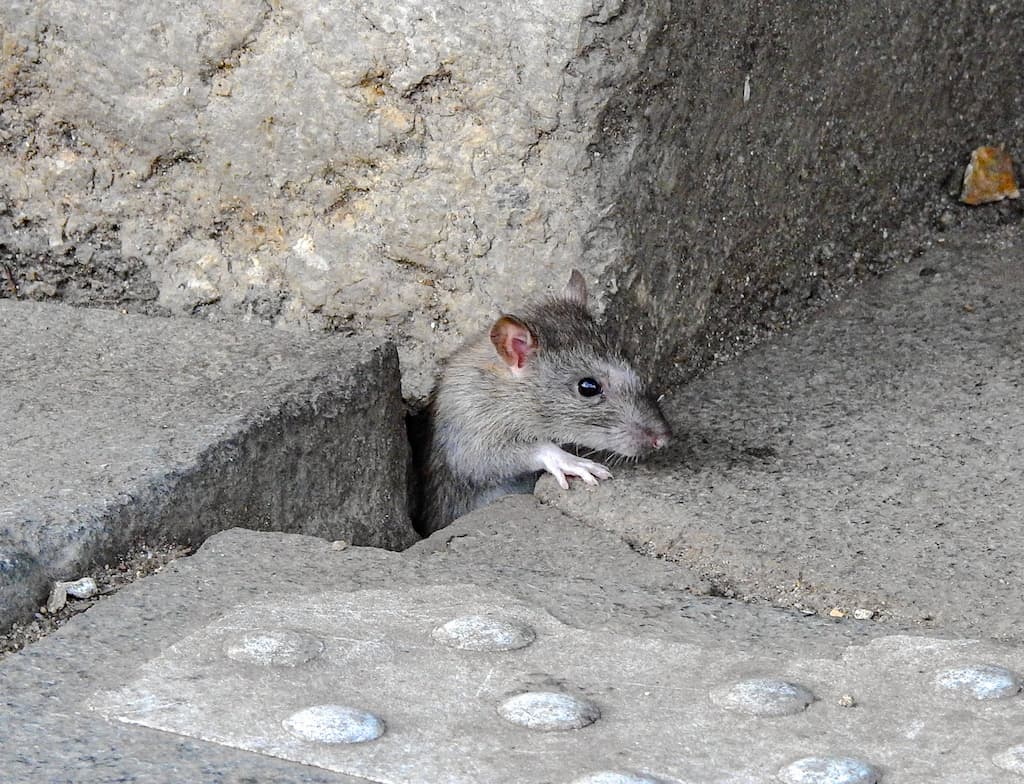 Inquiétude À Bouton D'Or : Absence De Remplacement Des Rats À Florange Inquiétude À Bouton D'Or : Absence De Remplacement Des Rats À Florange