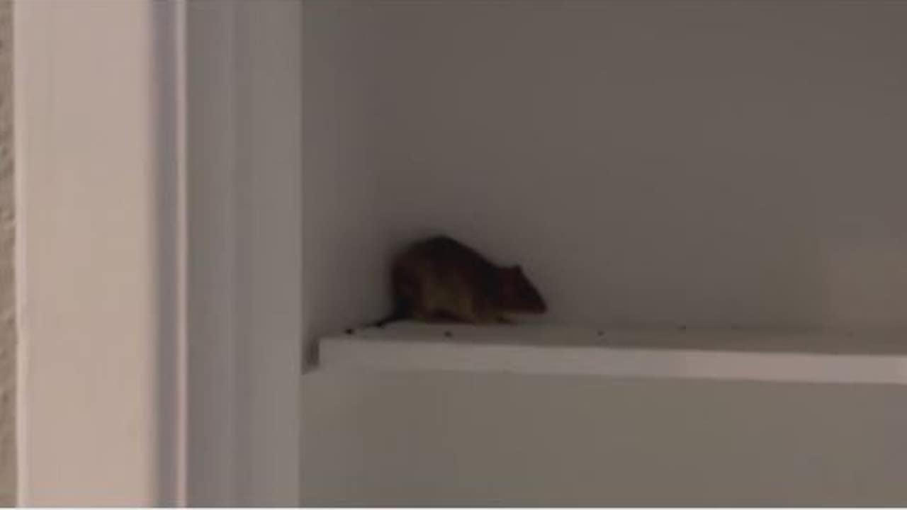 Investigating Houston's Drug-Addicted Rat Infestation Investigating Houston's Drug-Addicted Rat Infestation