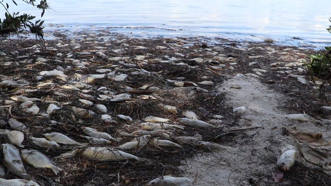 Investigating The Effects Of Toxic Algae Blooms On California's Ocean Environment Investigating The Effects Of Toxic Algae Blooms On California's Ocean Environment