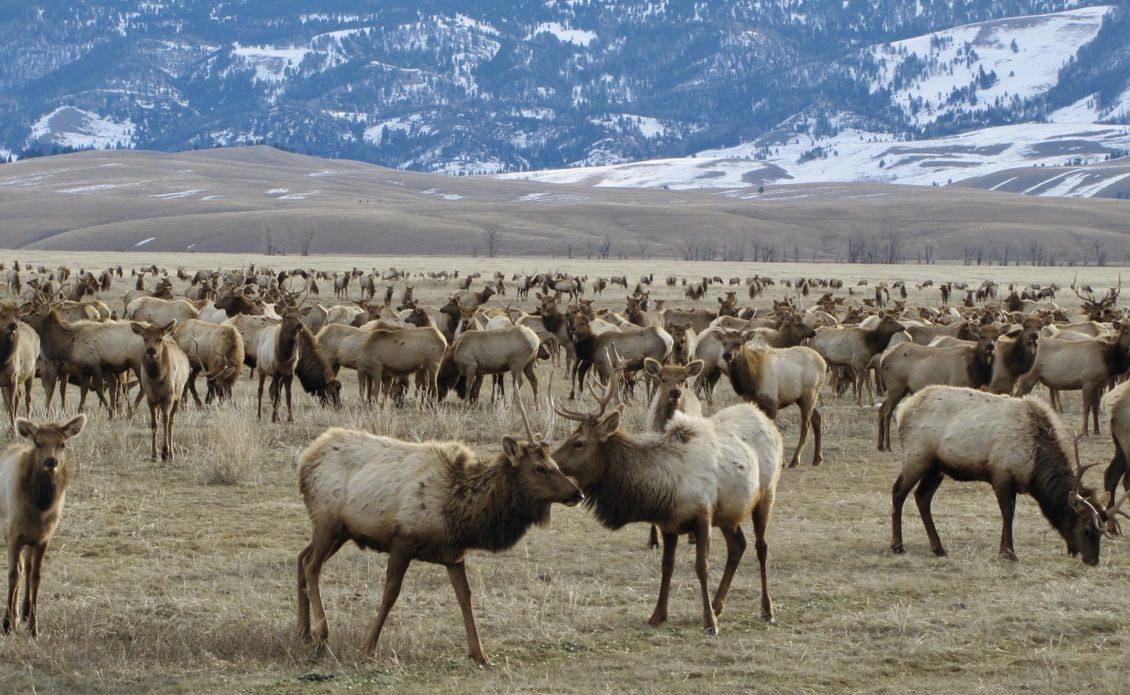 Investigation Into CWD Case At Jackson Hole Elk Feedground Investigation Into CWD Case At Jackson Hole Elk Feedground