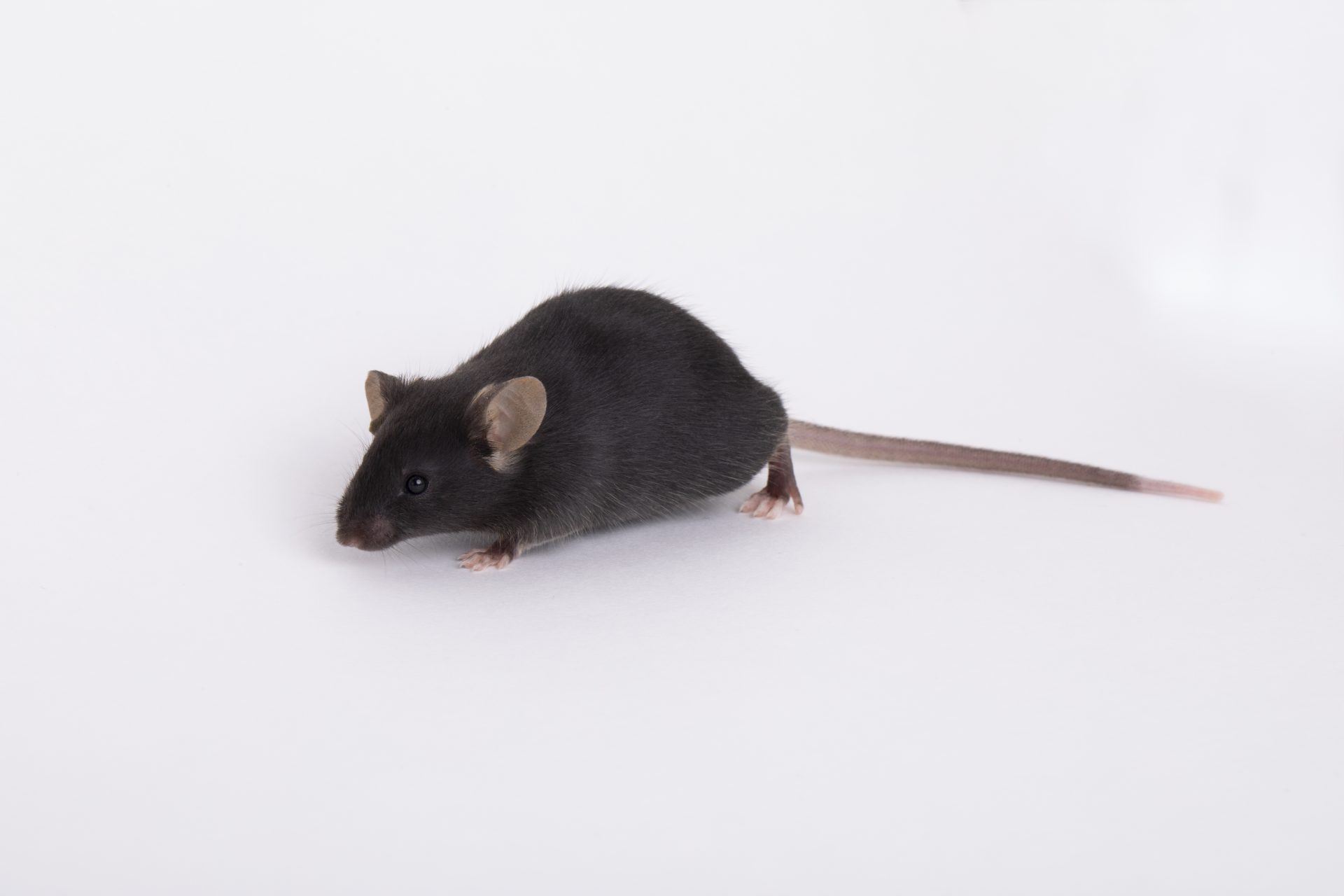 Is US Taxpayer Money Funding Transgender Mouse Research? A Detailed Analysis Is US Taxpayer Money Funding Transgender Mouse Research? A Detailed Analysis