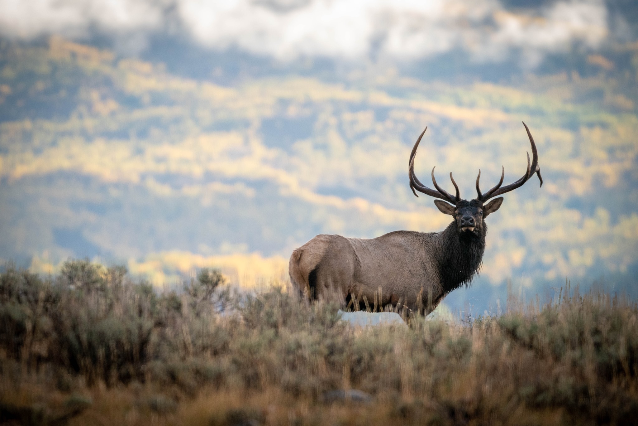 Jackson Elk Hunt Season Sees Substantial Permit Reductions Jackson Elk Hunt Season Sees Substantial Permit Reductions