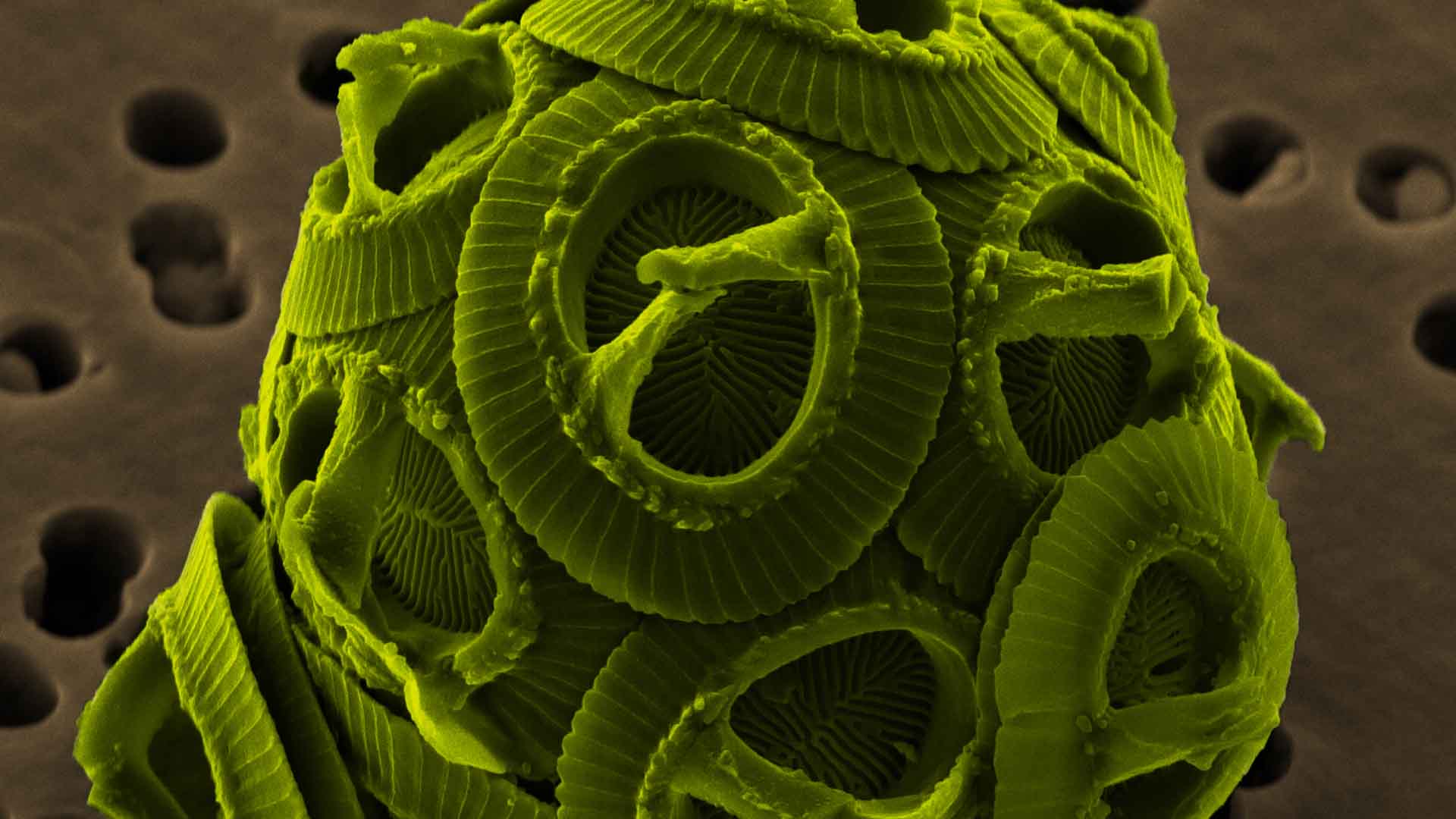 Kodiak Shellfish Harvest Under Threat: Two Successive Harmful Algal Blooms Kodiak Shellfish Harvest Under Threat: Two Successive Harmful Algal Blooms