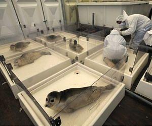 Last Seals Released As Pieterburen Rescue Center Closes Its Doors Last Seals Released As Pieterburen Rescue Center Closes Its Doors