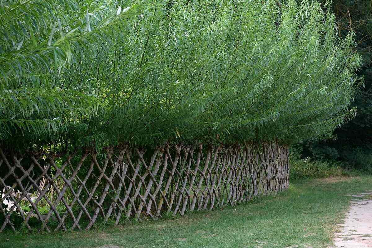Living Fence Construction: Choosing Plants & Techniques Living Fence Construction: Choosing Plants & Techniques