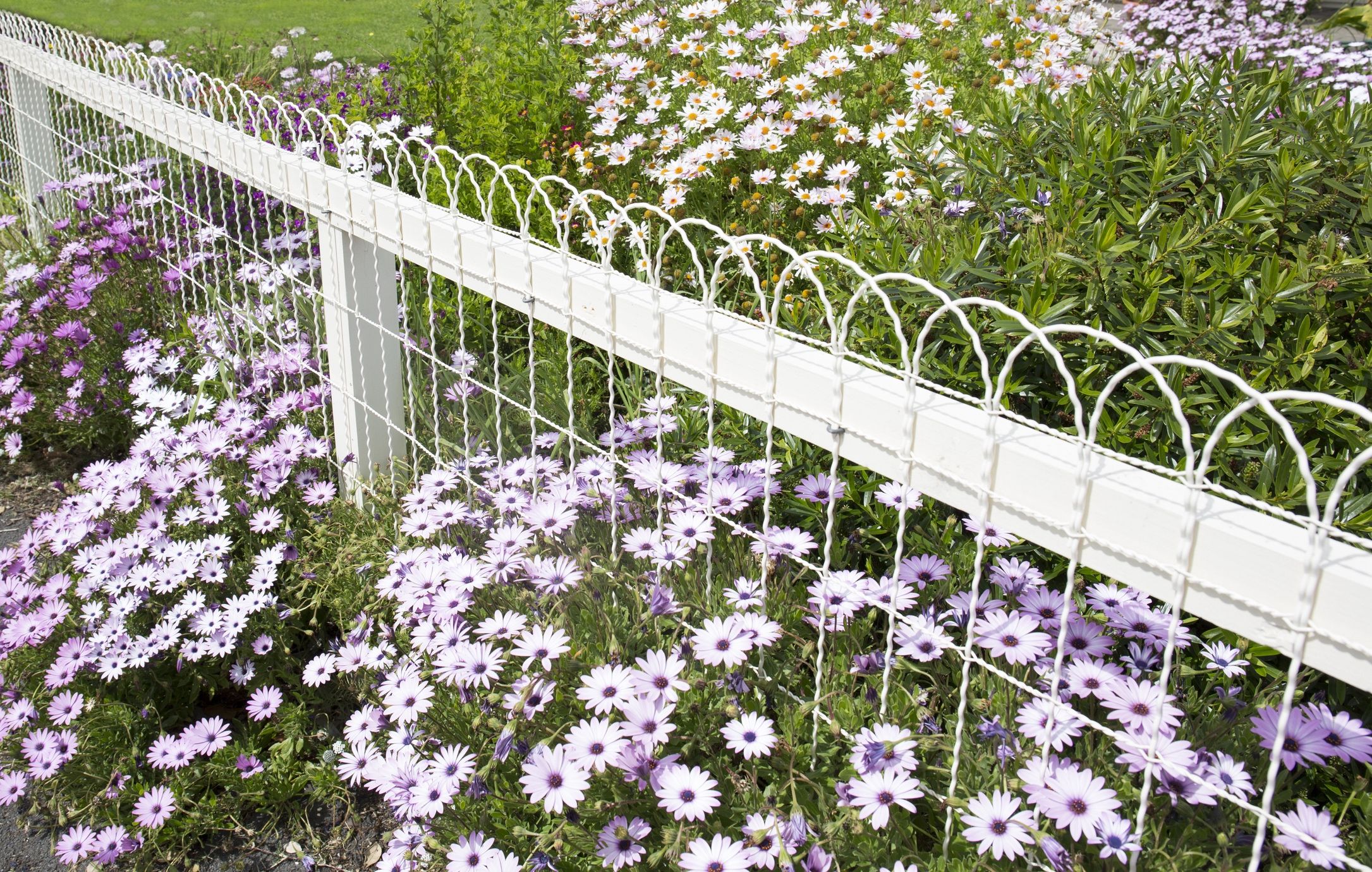 Living Fences: Planning, Planting, And Maintenance