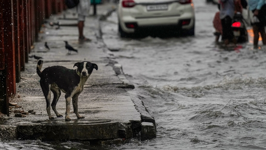 March Rains Fail To Fully Address Water Deficit March Rains Fail To Fully Address Water Deficit