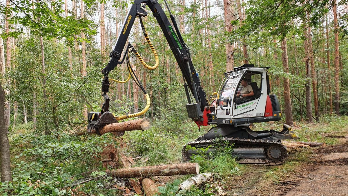 Nationalpark Sächsische Schweiz: Erfolgreiche Pflanzaktion Mit 190.000 Bäumen Nationalpark Sächsische Schweiz: Erfolgreiche Pflanzaktion Mit 190.000 Bäumen