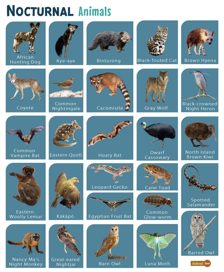 Night Hunter Adaptations: How Nocturnal Animals Thrive In Darkness Night Hunter Adaptations: How Nocturnal Animals Thrive In Darkness