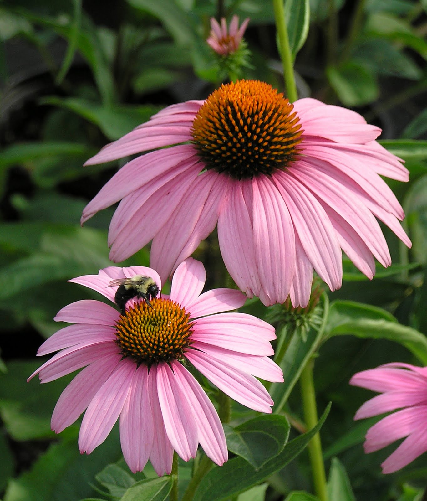 Perennials Vs. Annuals: Making The Best Choice For Your Flower Beds Perennials Vs. Annuals: Making The Best Choice For Your Flower Beds