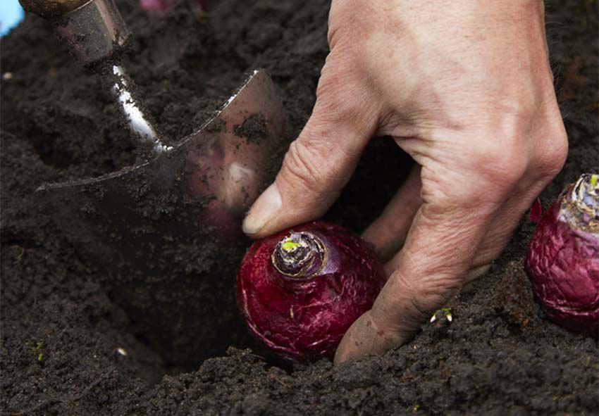 Planting Hyacinth Bulbs: A Guide To Timing For Optimal Blooms Planting Hyacinth Bulbs: A Guide To Timing For Optimal Blooms