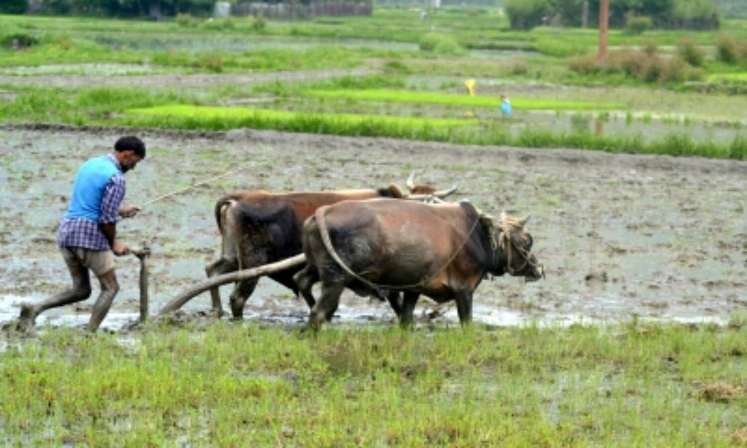Positive Monsoon Forecast To Boost Indian Agriculture And Consumption, Says Ind-Ra Positive Monsoon Forecast To Boost Indian Agriculture And Consumption, Says Ind-Ra