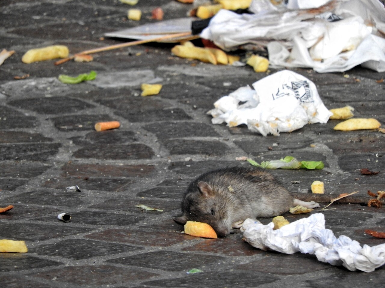 Problème De Rats À Florange : Les Parents De Bouton D'Or Sonnent L'Alarme Problème De Rats À Florange : Les Parents De Bouton D'Or Sonnent L'Alarme