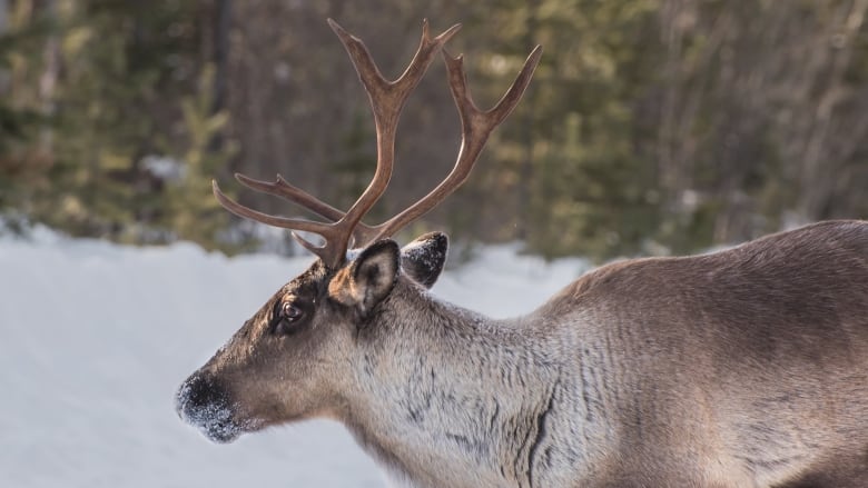 RCMP Investigate Illegal Caribou Hunting Near Manitoba-Nunavut Border RCMP Investigate Illegal Caribou Hunting Near Manitoba-Nunavut Border