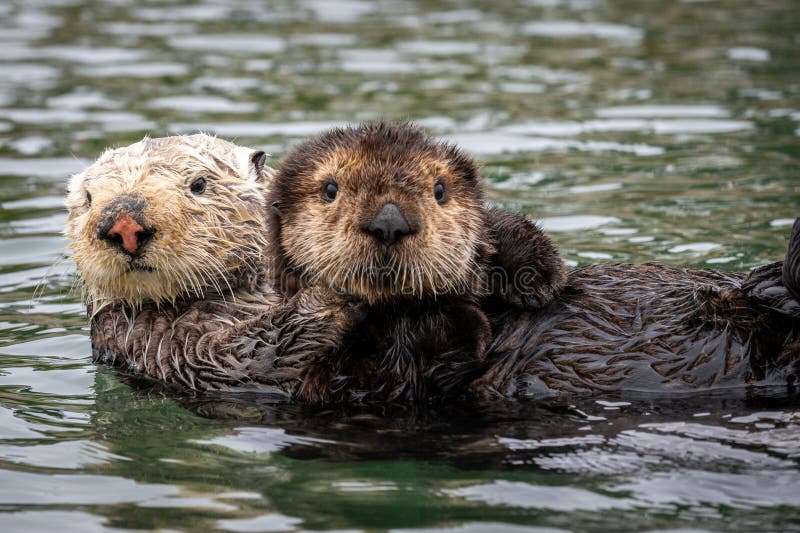 Revitalizing Otter Populations: A Turning Point In Wyoming's Conservation Strategies Revitalizing Otter Populations: A Turning Point In Wyoming's Conservation Strategies