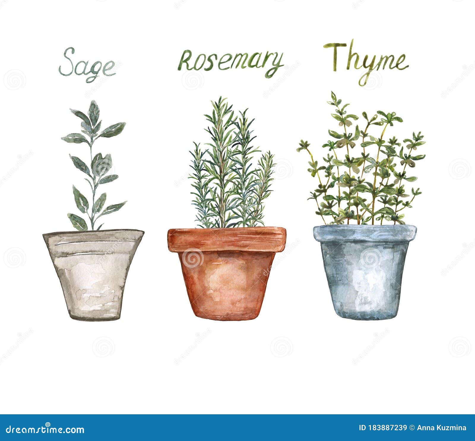 Rosemary & Thyme: A Culinary Herb Guide Rosemary & Thyme: A Culinary Herb Guide