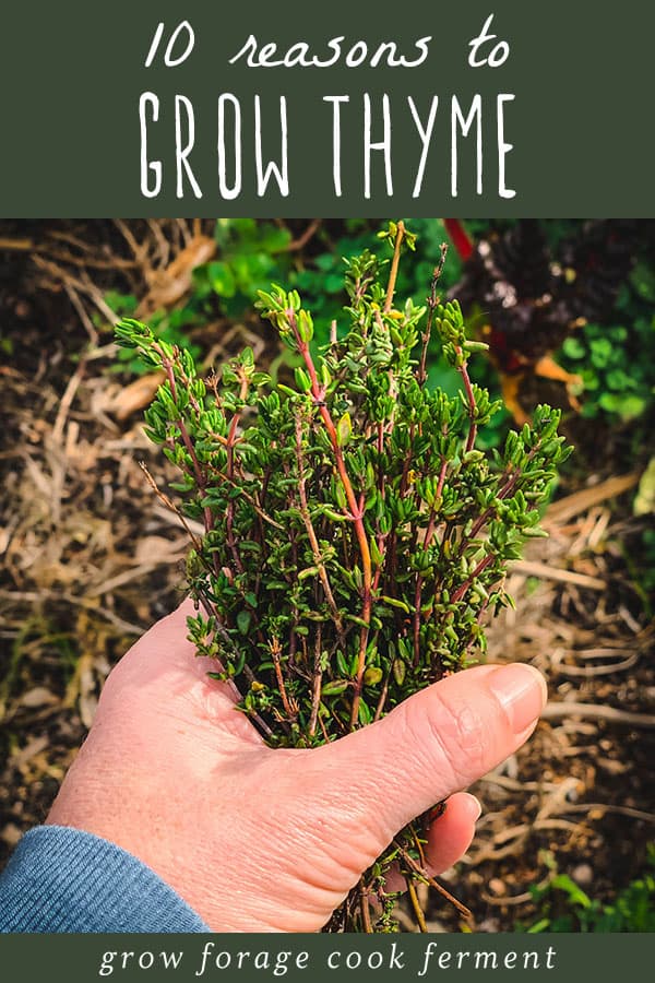 Rosemary & Thyme: Benefits And Uses Beyond The Kitchen Rosemary & Thyme: Benefits And Uses Beyond The Kitchen