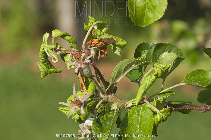 Rosy Apple Aphid Threatens Apple Harvest: 10-30% Reduction Expected Rosy Apple Aphid Threatens Apple Harvest: 10-30% Reduction Expected