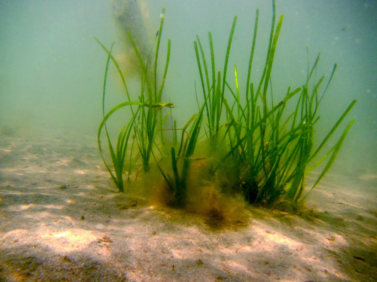 Seagrass: A Key To Coastal Restoration In Scotland Seagrass: A Key To Coastal Restoration In Scotland