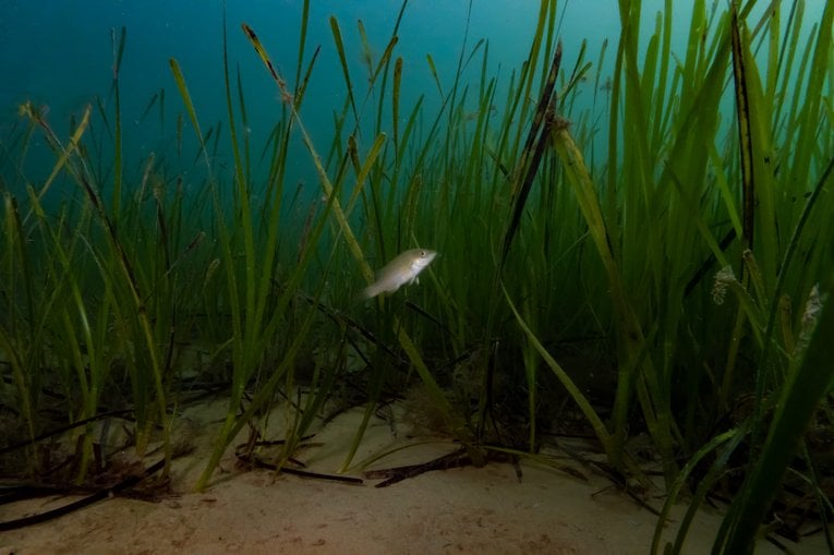 Seagrass Planting: Revitalizing Scotland's Coastal Ecosystems