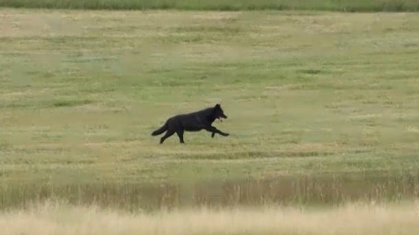 Second Colorado Gray Wolf Reintroduced To Wyoming Dies Second Colorado Gray Wolf Reintroduced To Wyoming Dies