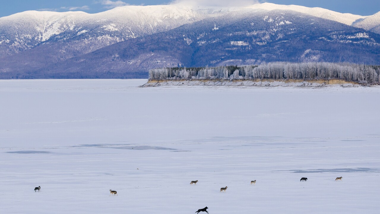 Second Translocated Colorado Gray Wolf Dies In Wyoming Second Translocated Colorado Gray Wolf Dies In Wyoming