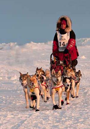 Seven Iditarod Newcomers Race To Nome: Their Stories And Challenges Seven Iditarod Newcomers Race To Nome: Their Stories And Challenges