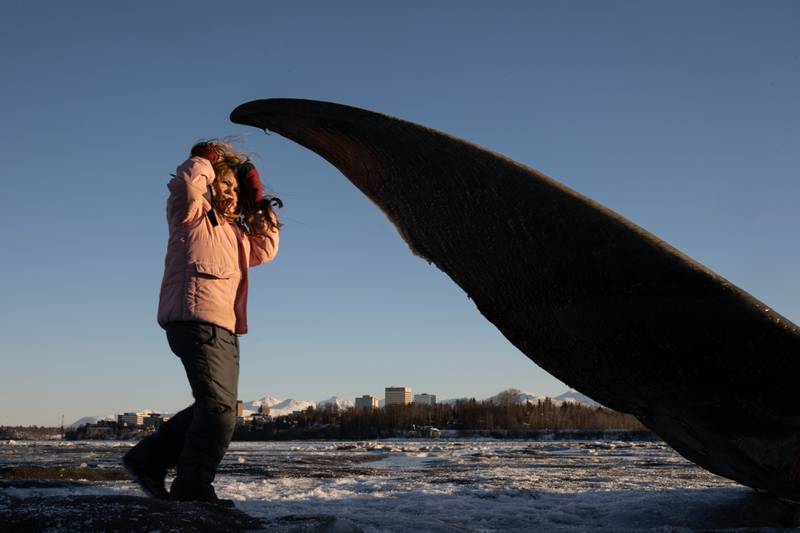 Soft Mudflats And Warm Weather Slow Anchorage Fin Whale Skeleton Salvage Soft Mudflats And Warm Weather Slow Anchorage Fin Whale Skeleton Salvage