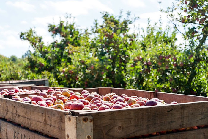 South African Apples: A Growing Global Force South African Apples: A Growing Global Force