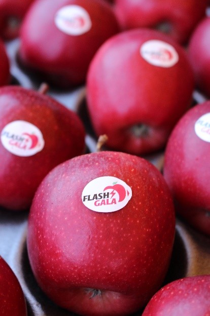 South Africa's Apple Exports Surge, Surpassing New Zealand South Africa's Apple Exports Surge, Surpassing New Zealand