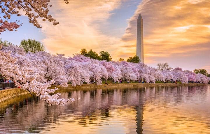 Spectacular 2024 Cherry Blossom Season At RHS Wisley Spectacular 2024 Cherry Blossom Season At RHS Wisley