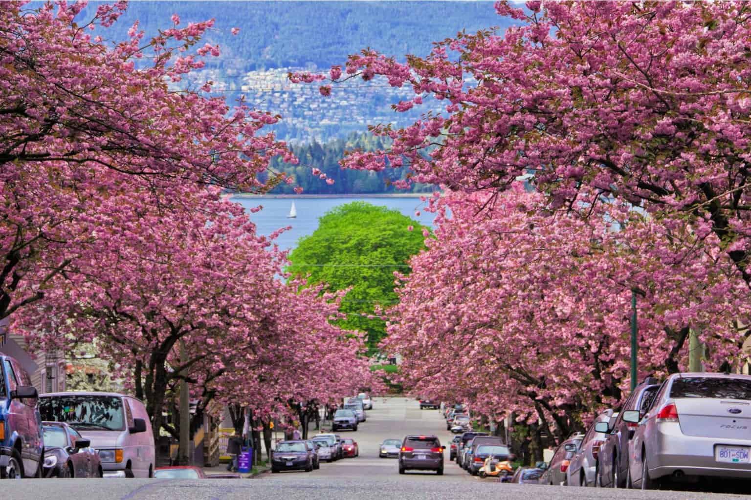 Springwatch: A Journey Through Japan's Cherry Blossom Season Springwatch: A Journey Through Japan's Cherry Blossom Season