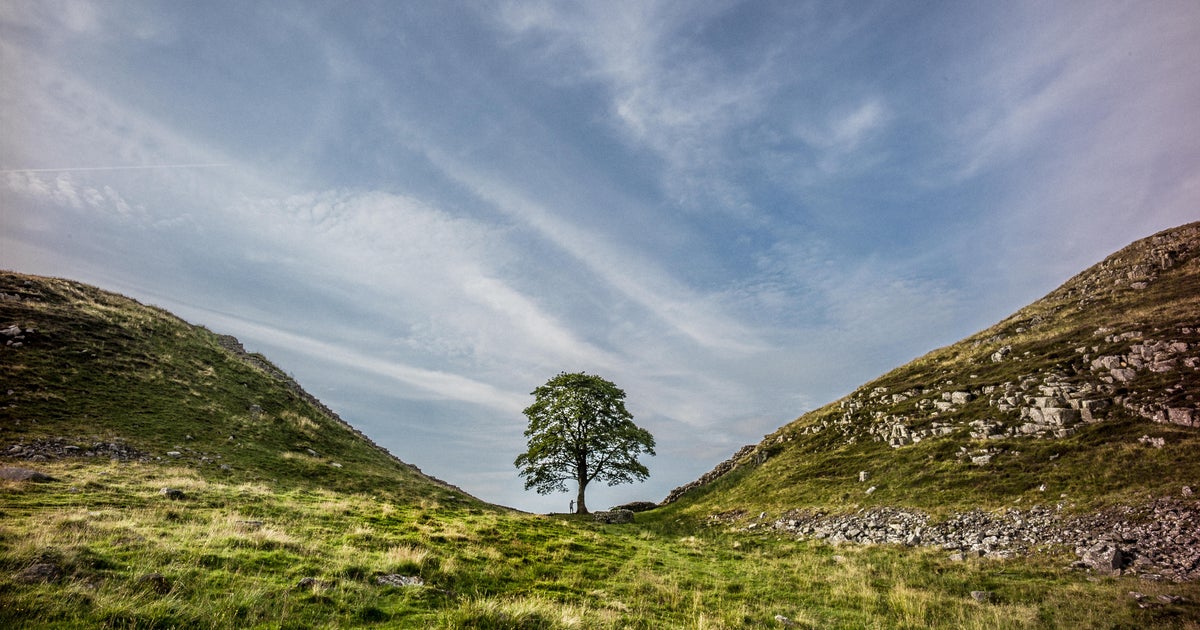 Sycamore Gap Tree Vandalism: Two Men Found Guilty Sycamore Gap Tree Vandalism: Two Men Found Guilty