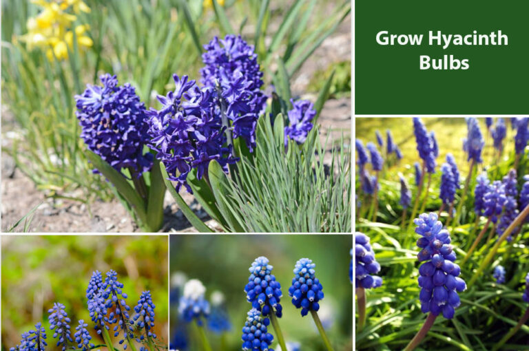 The Best Time To Plant Hyacinth Bulbs For Beautiful Flowers The Best Time To Plant Hyacinth Bulbs For Beautiful Flowers