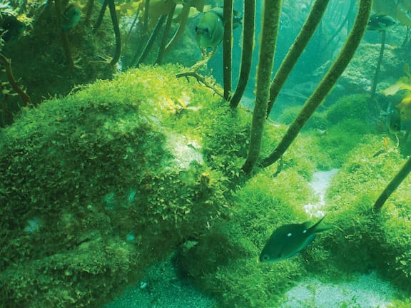 The Devastating Impact Of Invasive Seaweed On Australia's Marine Fauna