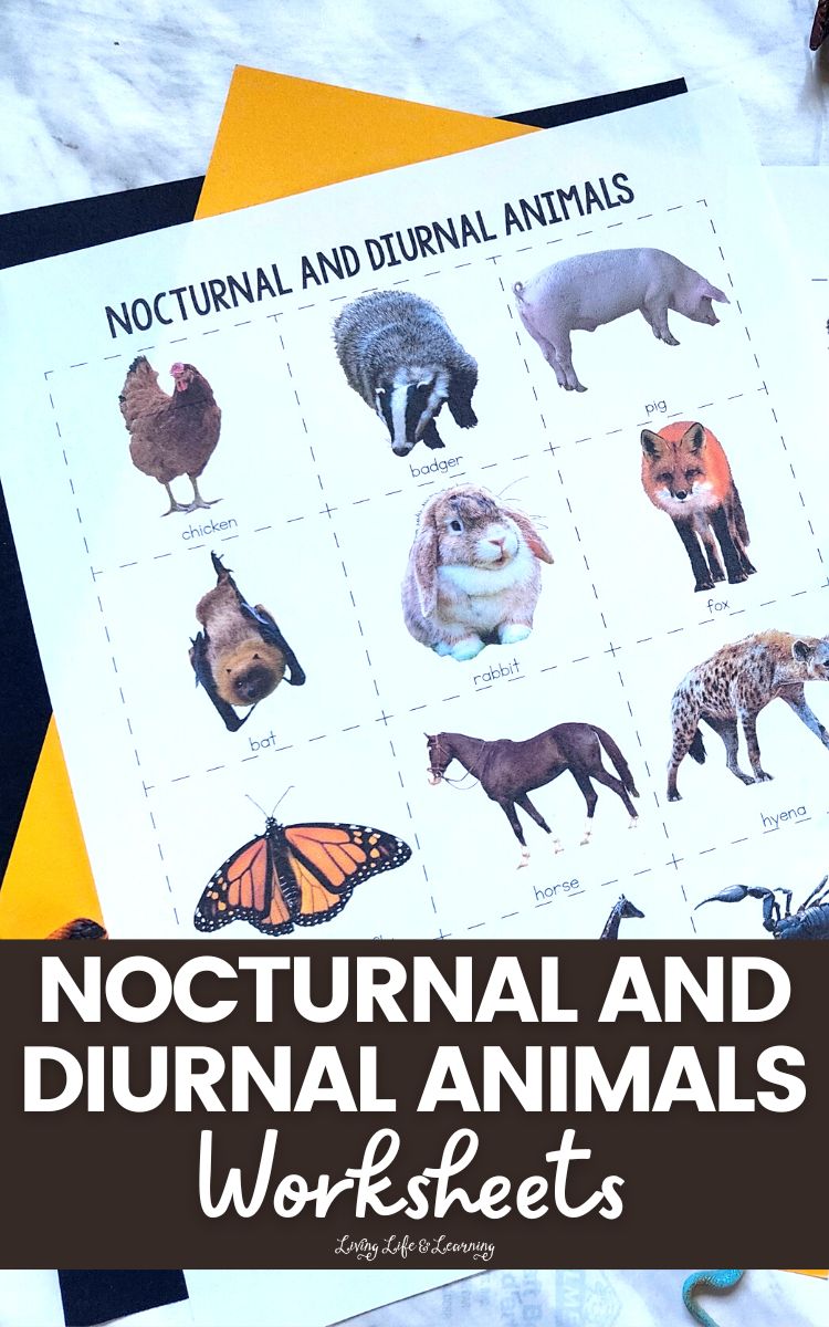 The Ethical Night Hunter: Responsible Practices For Observing Nocturnal Animals The Ethical Night Hunter: Responsible Practices For Observing Nocturnal Animals