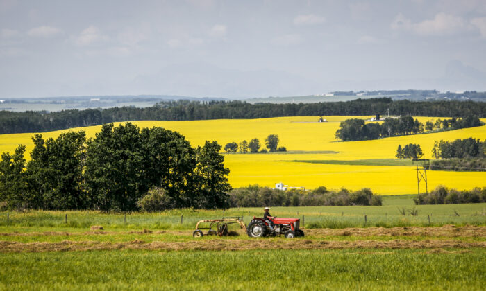 The Future Of China's Canola Imports: A Look At New Suppliers The Future Of China's Canola Imports: A Look At New Suppliers