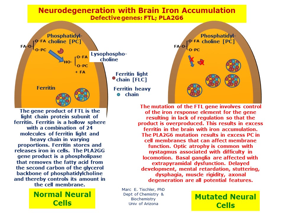 The Impact Of Brain Iron On ADHD And Cognitive Decline In Older Adults The Impact Of Brain Iron On ADHD And Cognitive Decline In Older Adults