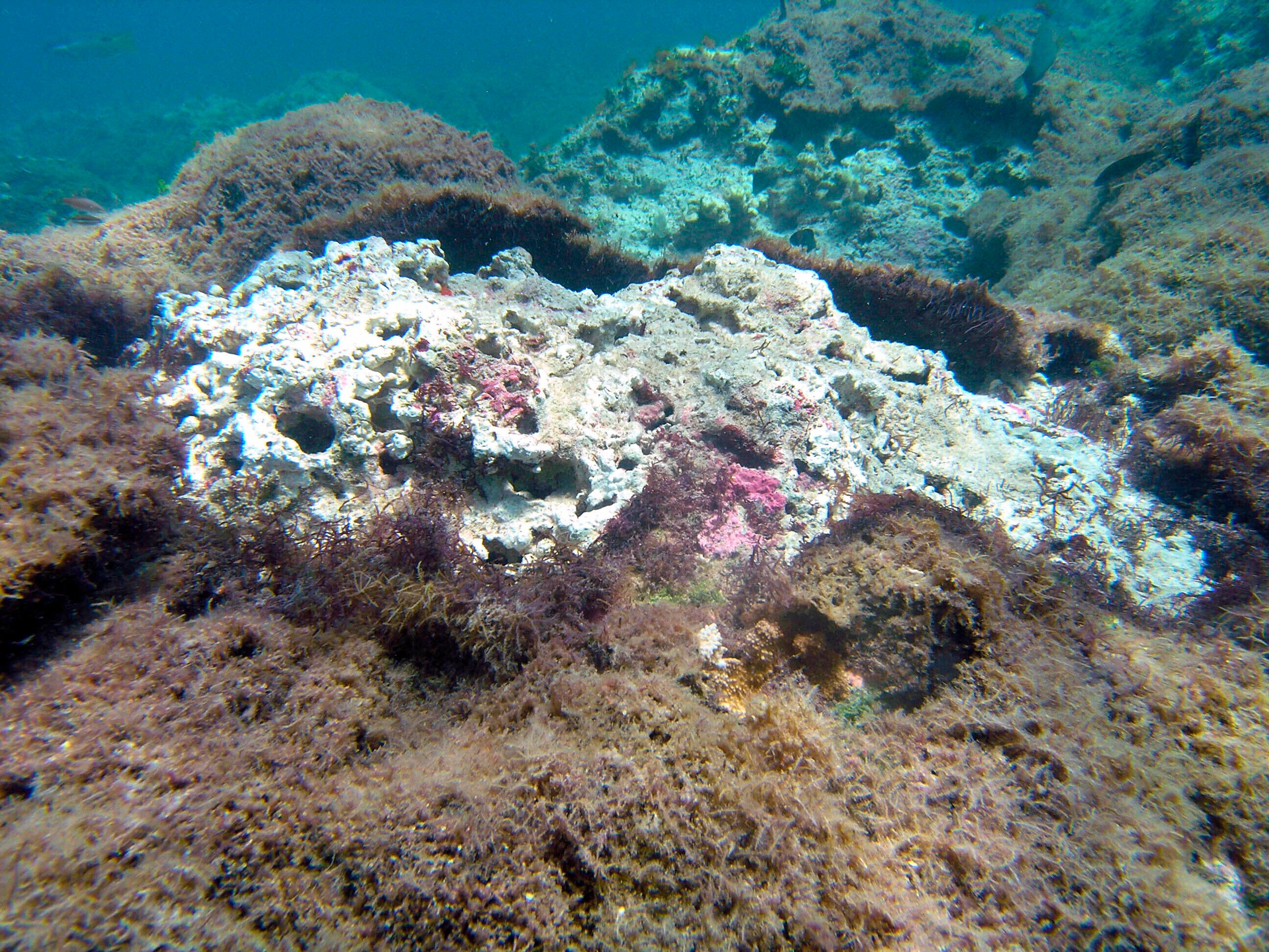 The Killer Seaweed Threatening Australia's Marine Life
