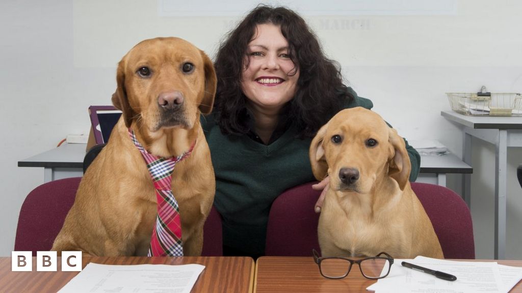 The Pressure To Profit: Vets' Experiences Revealed In BBC Interview The Pressure To Profit: Vets' Experiences Revealed In BBC Interview