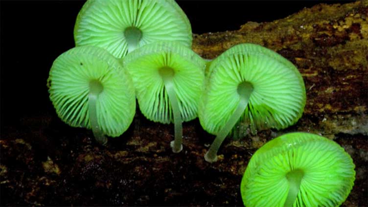 The Spread Of Dangerous Fungi: A Climate Change-Driven Risk The Spread Of Dangerous Fungi: A Climate Change-Driven Risk