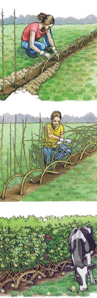 The Ultimate Guide To Building A Living Fence The Ultimate Guide To Building A Living Fence