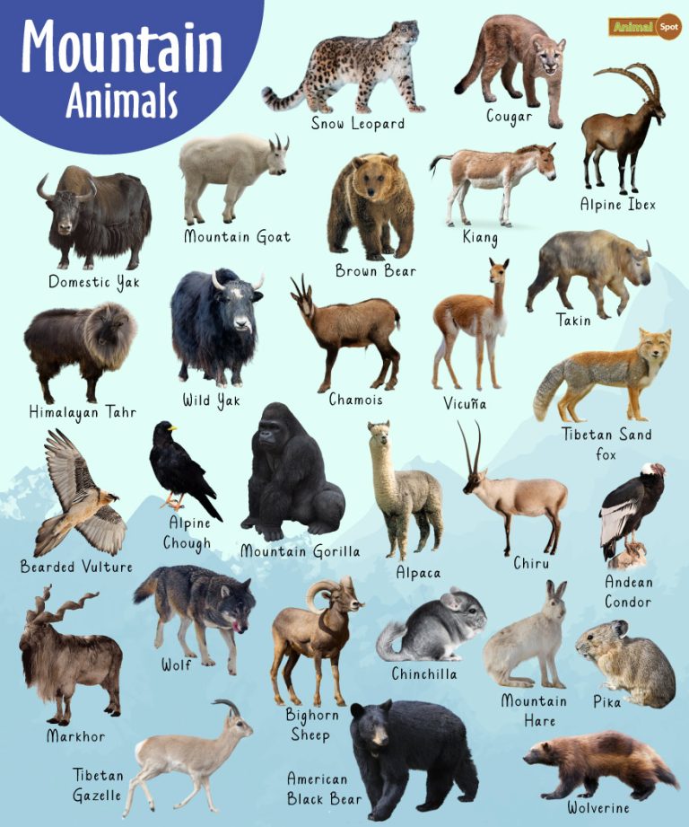 The Wonder Of Animals: A Comprehensive Guide To Animal Life The Wonder Of Animals: A Comprehensive Guide To Animal Life