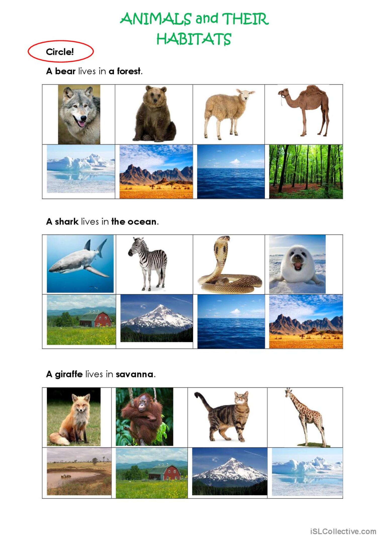 The Wonder Of Animals: Their Habitats, Behaviors, And Adaptations The Wonder Of Animals: Their Habitats, Behaviors, And Adaptations