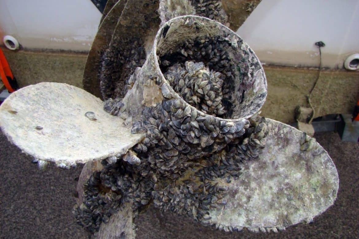 Thousands Of Zebra Mussels: A Casper Boat Lift Infestation Thousands Of Zebra Mussels: A Casper Boat Lift Infestation