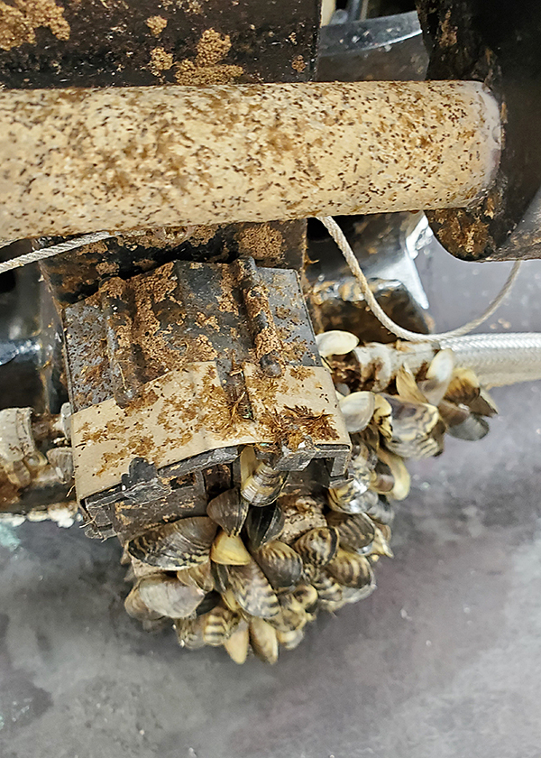 Thousands Of Zebra Mussels Found On Casper Boat Lift Thousands Of Zebra Mussels Found On Casper Boat Lift