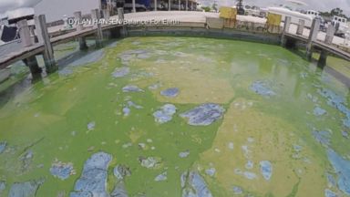 Toxic Algae Bloom Crisis: Assessing The Damage To California's Coastal Wildlife Toxic Algae Bloom Crisis: Assessing The Damage To California's Coastal Wildlife