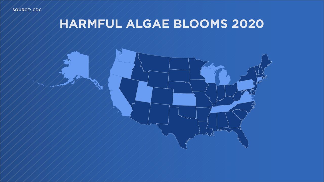 Toxic Algae Blooms: Devastating California's Marine Life Toxic Algae Blooms: Devastating California's Marine Life